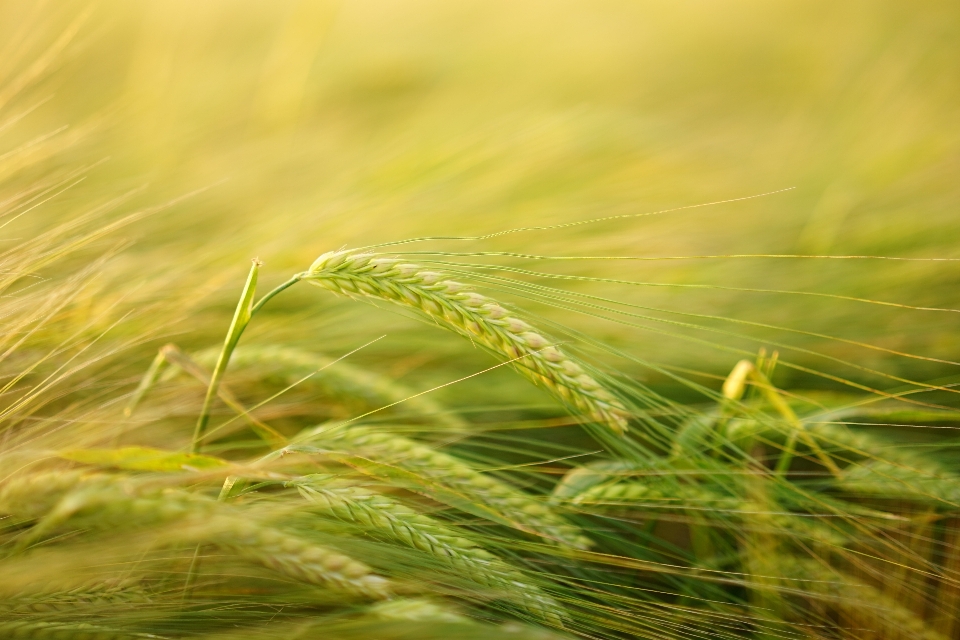 Nature grass plant field