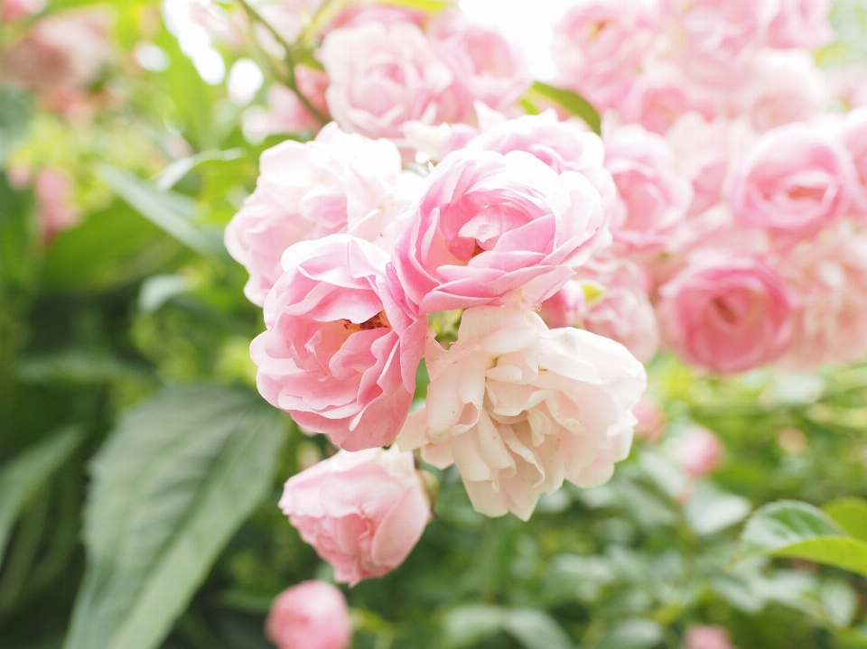 Blossom plant flower petal