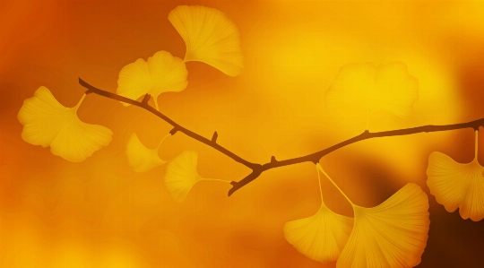 Tree nature branch blossom Photo