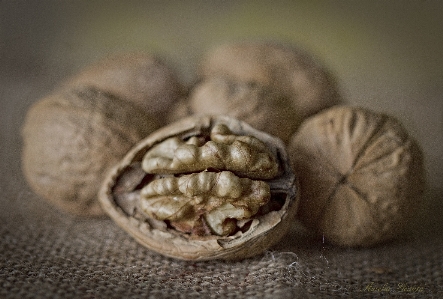 Flower food produce close up Photo