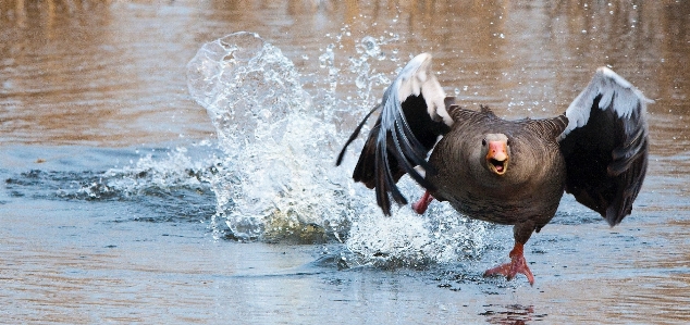 水 冬 鳥 羽 写真