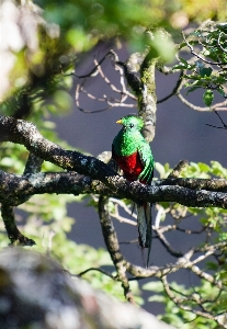 Branch bird flower wildlife Photo