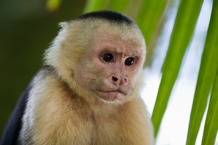 Wildlife mammal monkey fauna Photo