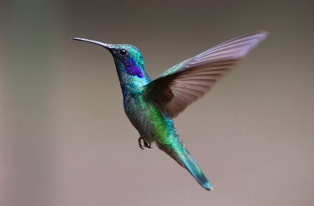 Bird wing fly beak Photo