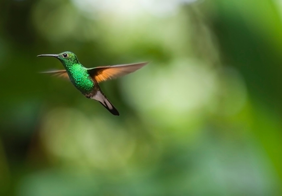 Natura ramo uccello ala