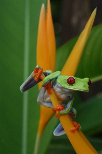 Foto Natura selvaggia
 pianta fotografia