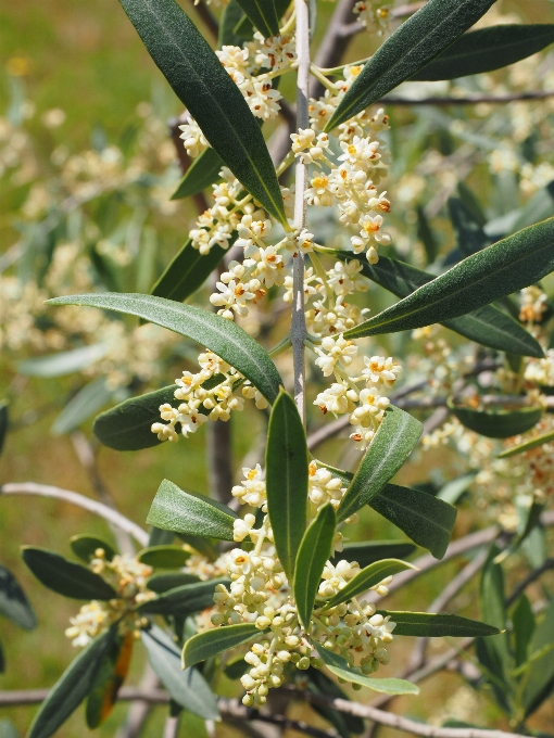 Arbre usine blanc fleur