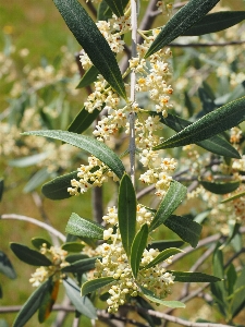 Tree plant white flower Photo