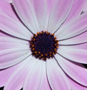 Blossom plant flower purple Photo