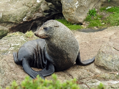 Photo Mer doux faune zoo