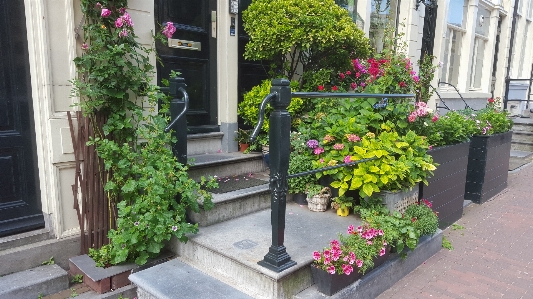 Plant flower bloom walkway Photo