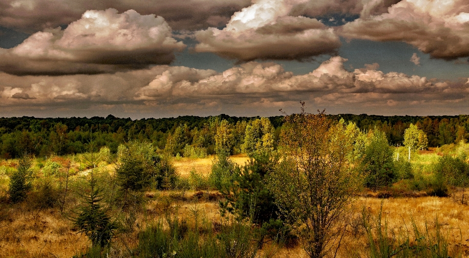 Krajobraz drzewo natura trawa