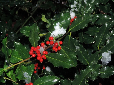 Tree nature branch snow Photo