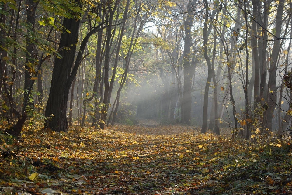 Drzewo natura las ścieżka