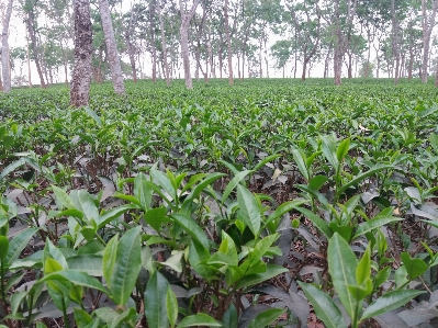 Foto Tanaman bunga makanan menghasilkan