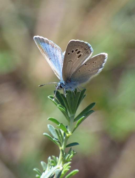 Natur blume tierwelt insekt