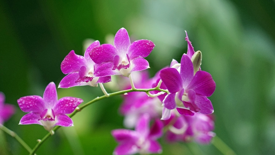 花 植物 紫 花弁