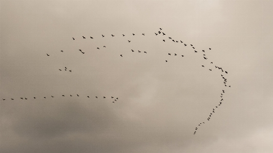 Nature branch winter bird Photo