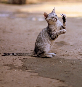 Sand play wildlife pet Photo