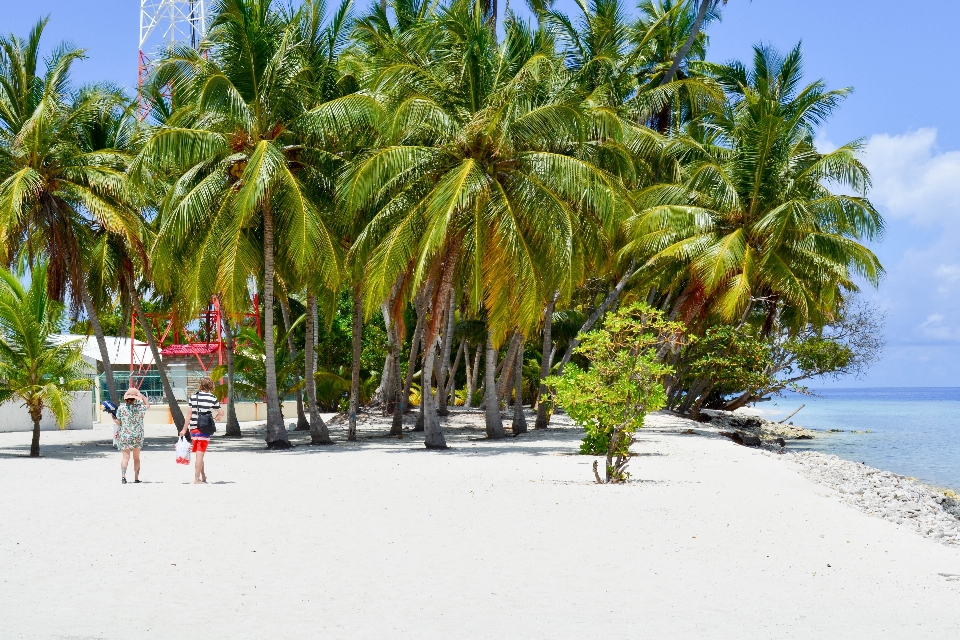 Spiaggia mare costa albero