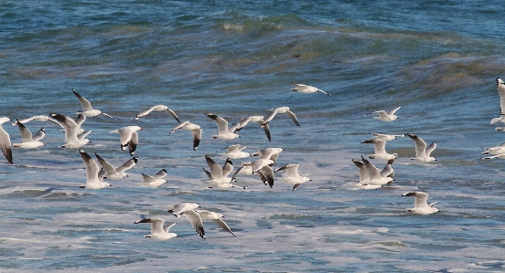 Foto Laut pesisir air alam