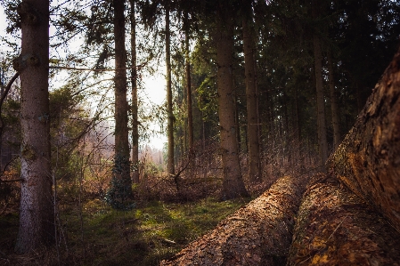 Landscape tree nature forest Photo