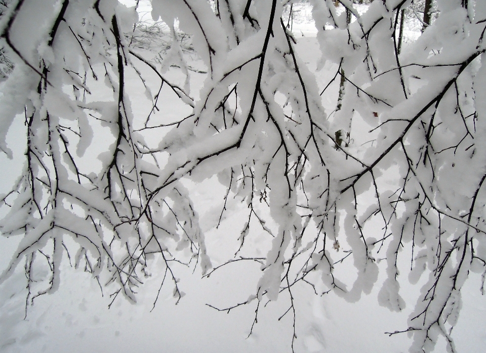 Baum zweig schnee winter