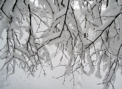 Tree branch snow winter Photo