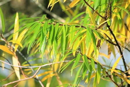 Tree nature forest grass Photo