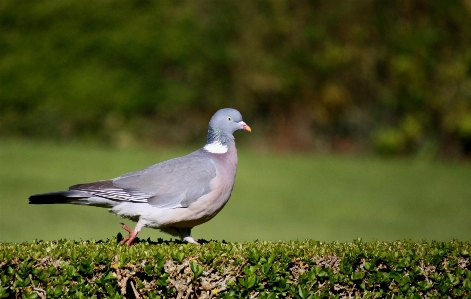 Photo Nature herbe oiseau aile