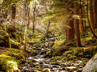 Landscape tree water nature Photo