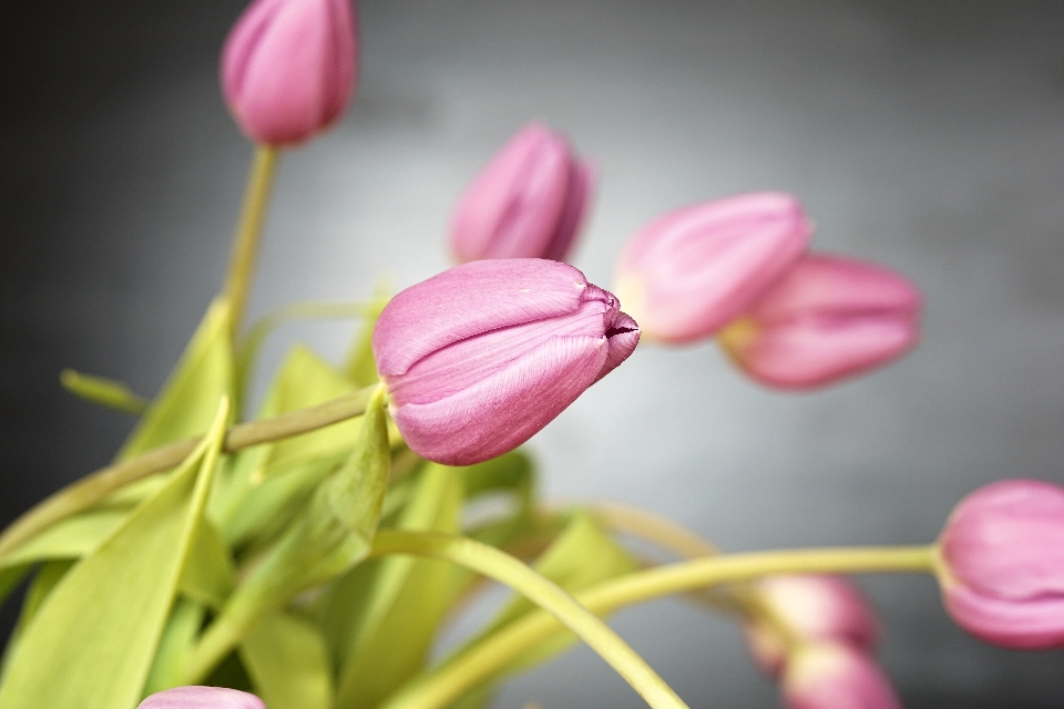 Natur blüte anlage blume