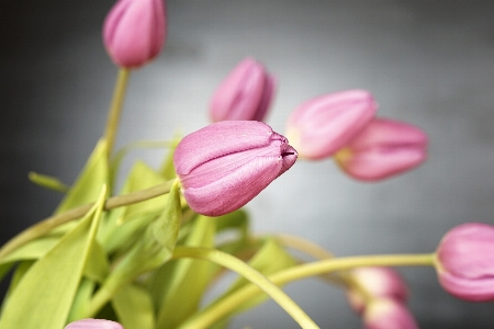 Nature blossom plant flower Photo