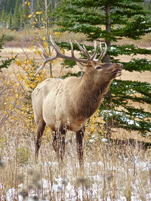 Natur männlich tierwelt wild