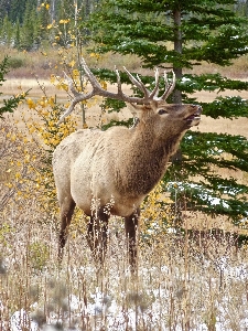 Nature male wildlife wild Photo