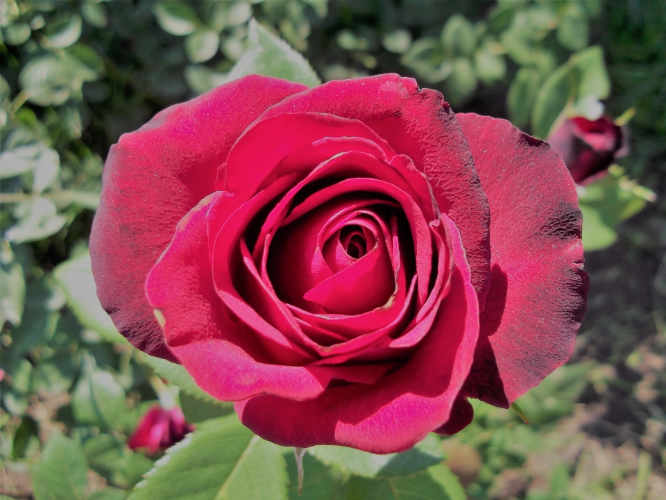 Plant flower petal rose