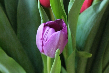 Nature plant girl flower Photo