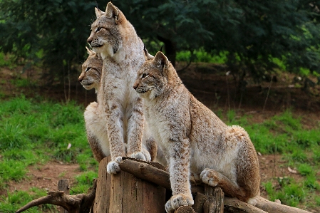 Foto Animais selvagens selvagem jardim zoológico mamífero