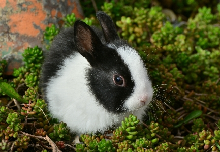 Foto Rumput imut-imut peliharaan bulu