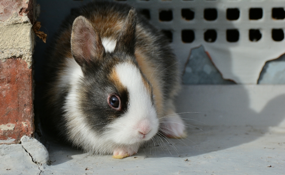 Dulce lindo mascota pelo