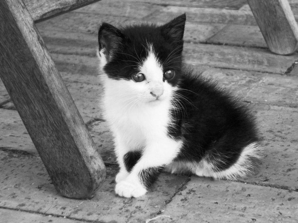 Black and white pet kitten