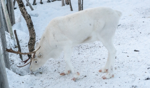 Foto Neve inverno branco animal