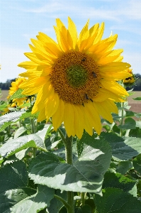 Nature plant field flower Photo