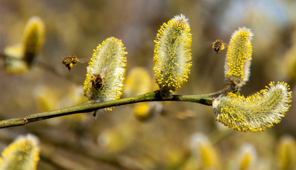 Arbeiten baum natur zweig