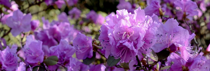 Nature blossom plant flower Photo