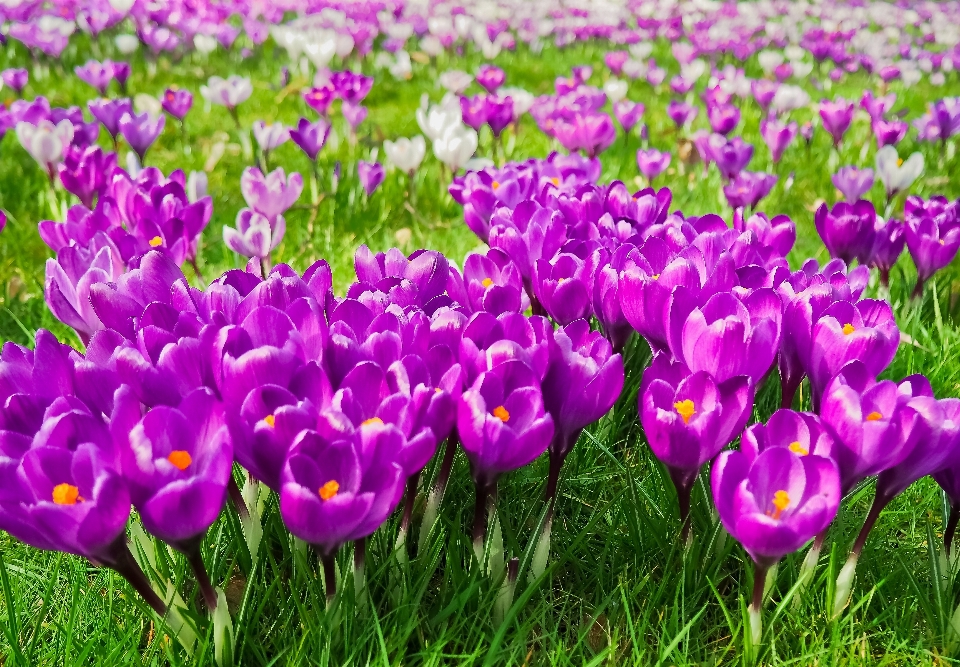 Nature grass blossom plant