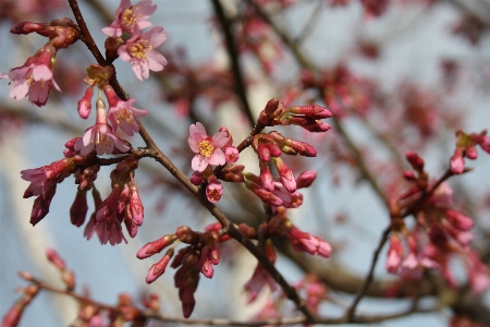 Tree nature branch blossom Photo