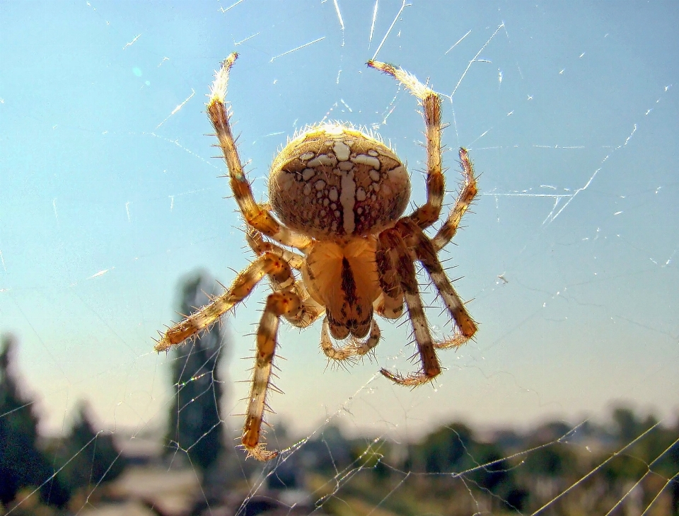 自然 野生動物 fauna 無脊椎動物