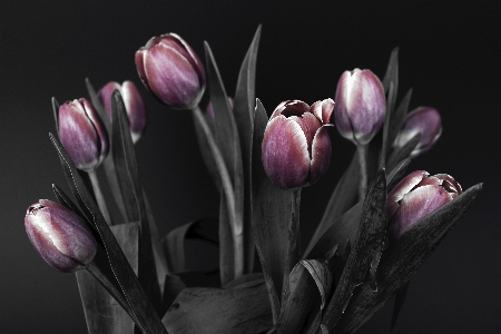 Nature abstract black and white plant Photo