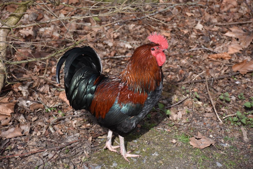 Lanskap alam hutan burung